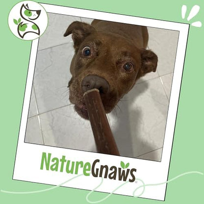 Nature Gnaws Large Bully Sticks 6" Rawhide Free Dog Chews, 10 Count