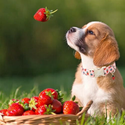 Dog Collar-Summer Puppy Collars-Adjustable Strawberry Pet Collar for Small,Medium,Large Dogs-Durable & Cute Design