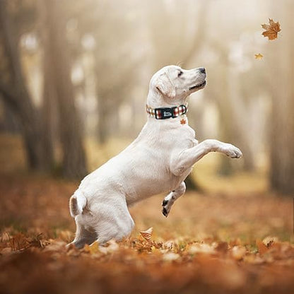 Fall Yellow Plaid Print Dog Collar Adjustable for Medium Dogs