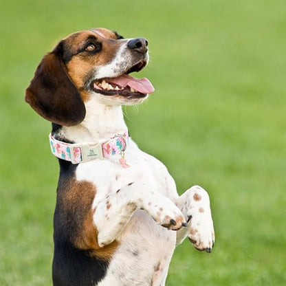 Lionheart glory Dog Collar Dinosaurs Pattern Cute Collar for Small Dogs Spring Summer Female or Male Collars Pets Gift Adjustable Heavy-Duty Pet Collars