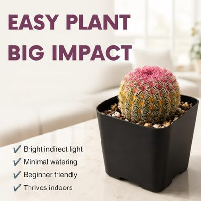 Rainbow Hedgehog Cactus Live Plant - 2 Inch Colorful Indoor Succulent Gift