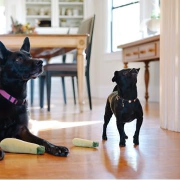 P.L.A.Y. Cute Plush Dog Toys - Fruit & Vegetable Themed Durable Squeaker Chew Toy, Great for Puppies & Small, Medium, Large Dogs - Machine Washable, Recycled Materials (Garden Fresh Zucchini, X-Small)