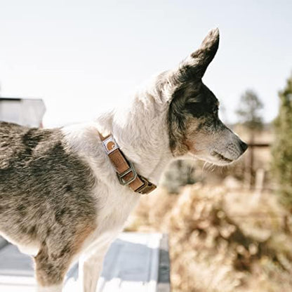 Carhartt Nylon Duck Dog Collar, Fully Adjustable Durable 2-Ply Cordura Nylon Canvas Collars for Dogs, Brite Lime, Medium