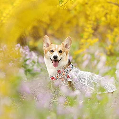 Elegant Little Tail Vintage Floral Dog Collar with Comfortable Adjustable Sizes for Small to Large Dogs