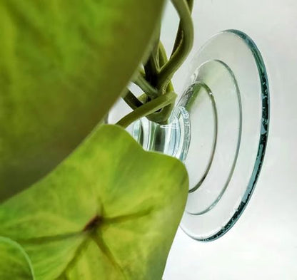 Reptile Plants for Terrarium,Habitat Decor,Hanging Plant with Suction Cup