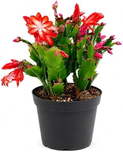 Christmas Cactus Live Plant - 8 Inch Rooted Indoor Holiday Houseplant