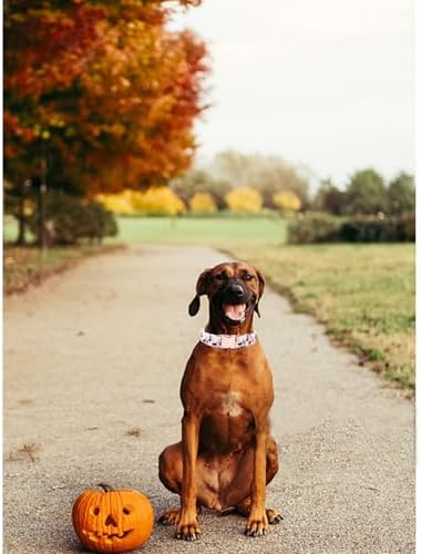 Dog Collars, Halloween Pet Collar Fall Dog Collar Ghost Print Pet Collar Durable Metal Collar Cute Boy Girl Dog Collars Adjustable Dog Collar for Medium Dogs