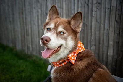 Lionheart Glory Halloween Dog Collars - Adjustable Heavy Duty Bowtie Collar for Large Dogs - Female or Male
