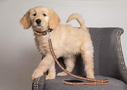 NCAA PET Leash, Medium, Texas Longhorns, Shiny & Colorful Leash for Dogs & Cats Licensed by The NCAA