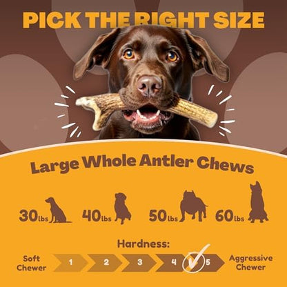 WhiteTail Naturals 2 Pack Whole Deer Antlers for Dogs, Large 7 Inches