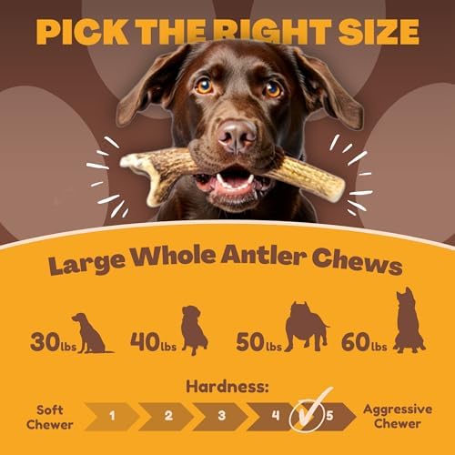 WhiteTail Naturals Whole Deer Antler Chew for Large Dogs - 7"