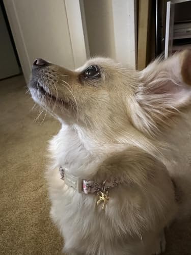 Lionet Paws Spring Dog Collar- Cute Strawberry Pink Dogs Collar with Plastic Buckle and Bowtie Pendant,Dog Collar for Small Medium Dogs