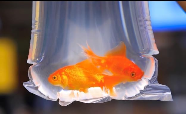 Fishery Bags 4 Inches Leak Proof Rounded Bottom Clear Plastic Fish Bags for Shrimps and Betta Fish Transport. (4" x 12" / 100 Pack / 3 Mil)