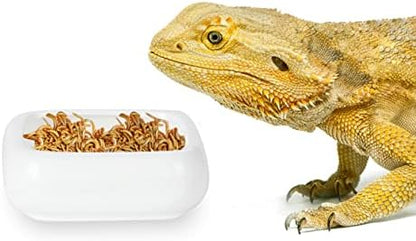 Ceramic Reptile Food Bowls, Reptile Water Food Dish (White, Medium-1Pack)