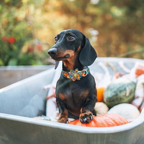 Elegant little tail Fall Dog Collar, Halloween Pet Collars with Flower Cute Pumpkin Print Puppy Collar Female or Male Cotton Adjustable Collars for Small Medium Large Dogs