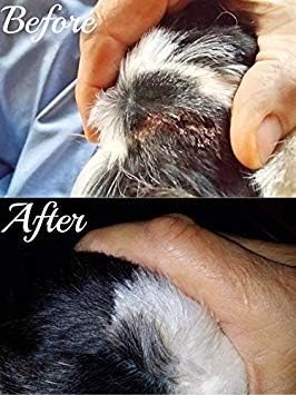 Big Mare Dog Spray | Effective On Hotspots, Yeast, Dermatitis, Staph, Ringworm, Hair Loss, & More. Antibacterial & Antifungal | Vet Approved & Recommended. (8 oz)