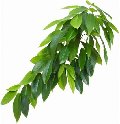 Reptile Terrarium Hanging Plant, Fake Plants for Reptile Enclosure, Ideal for Chameleon Bearded Dragon Lizard Leopard Gecko Crested Gecko Snake Tank Accessories, L=12 inches