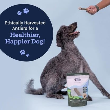 Good Trouble Premium Elk Antlers for Medium Dogs – 1 Pack Whole - Shed Antler Chews for Dental Health & Calming- Durable Dog Bones for Aggressive Chewers - Cruelty-Free, North American Sourced