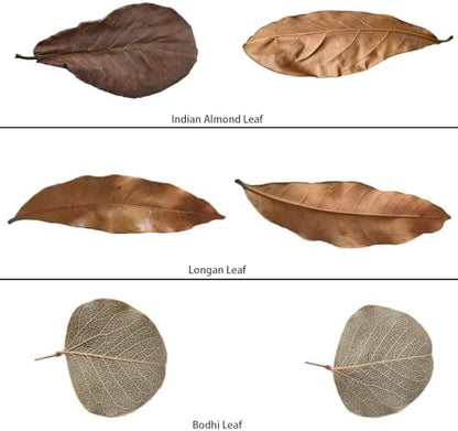 120Pcs Leaf Litter Reptiles Indian Almond & Longan Moneta Leaves