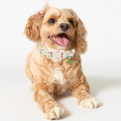 Dinosaur Dog Collar Cute Boy Dog Collars for Small Dogs - Lightweight Adjustable Cartoon Design Male Female Dogs Everyday Collar with Safety Buckle S