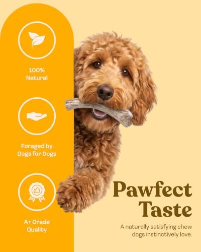 Mountain Valley Deer Antlers for Dogs Organic Chew Whole Dog Antler, Medium
