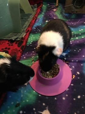 Tip-Proof Ergonomic Pet Bowl for Guinea Pig and Other Small Pets, 1/4-Cup Small Size, Lilac (Purple) (Pack of 2)