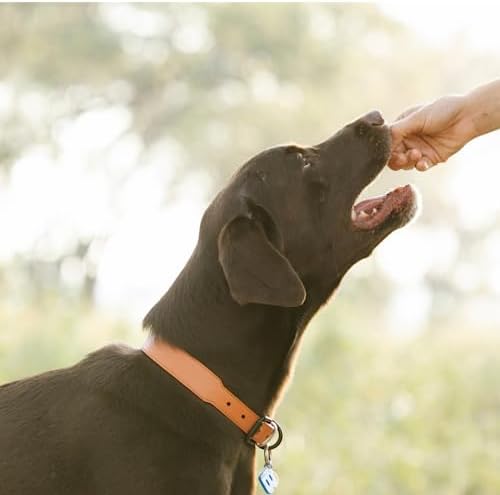Undique Quail Crunch Bites: Gourmet Dehydrated Dog Treats with Quail Meat & Shells | Premium Healthy Dog Treats for Training | Organic Ingredients for a Happy Palate