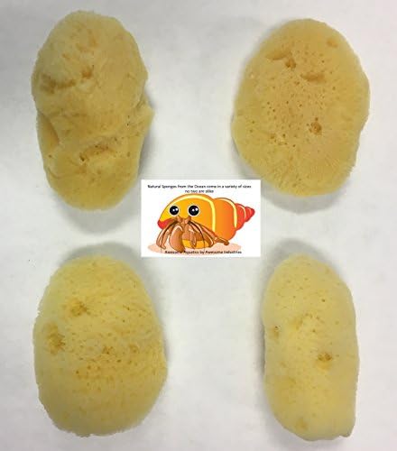 4 Natural Hermit Crab Sea Sponges, Water Dish, Humidity & Habitat