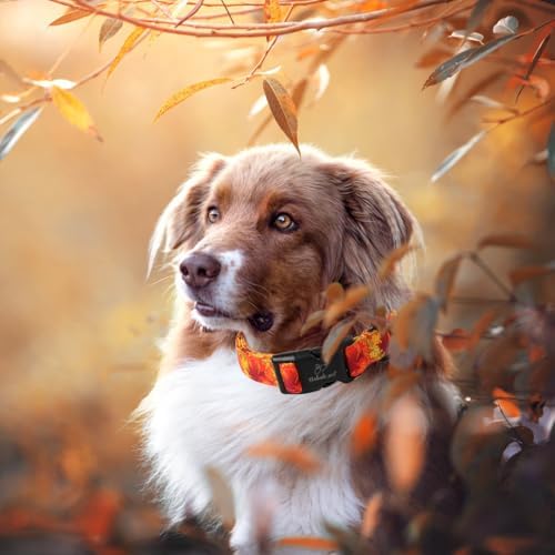 Fall Dog Collar, Gold Maple Leaves Print Puppy Collar L