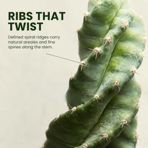 Rare Spiral Cactus Live Plant - Unique Spiralis Succulent with Heat Pack
