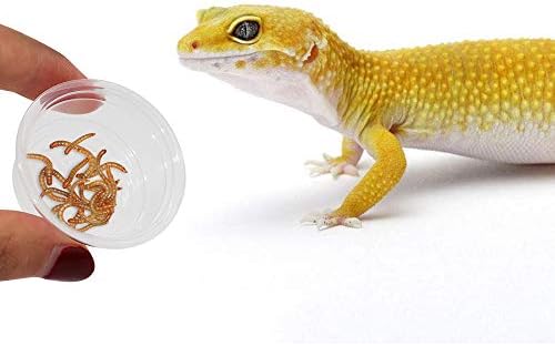 SLSON Small Gecko Food and Water Cups 100 ct Plastic Feeder Cups for Reptile Feeding Bowls for Crested Gecko Lizard and Other Small Pet, 0.5 oz