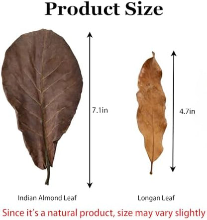 70Pcs Leaf Litter for Reptiles Indian Almond & Longan leaves Substrate