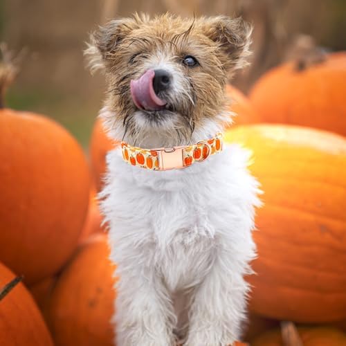 Dog Collars, Halloween Pet Collar Fall Pumpkin Print Pet Collars Durable Metal Collar Cute Puppy Collar Boy Girl Collars Adjustable for Medium Dogs