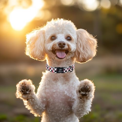 Valentines Dog Collar for Puppy Small Dogs - Unique Black White Plaid Girl Boy Valentine Heart Dog Collars, Adjustable Heavy Duty Pet Collar with Metal Buckle XS