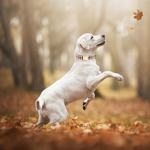 Dog Collars, Autumn Fall Plaid Print Pet Collar Durable Metal Cute Puppy Collar Soft Collars Adjustable Dog Collar for Small Dogs