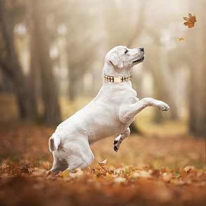 Dog Collars, Autumn Fall Plaid Print Pet Collar Durable Metal Collars Cute Soft Puppy Collars Adjustable Dog Collar for X-Large Dogs