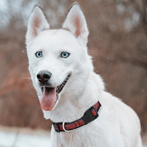 Pets First NFL Tampa Bay Buccaneers Licensed PET COLLAR, Extra Large - Heavy-Duty, Strong, and Durable Dog Collar. Available in 31 Football Teams and 4 Sizes