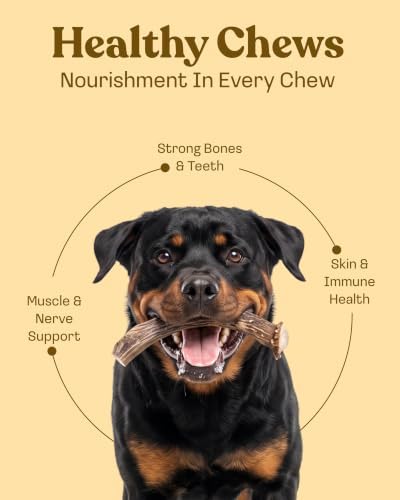 Mountain Valley Deer Antlers for Dogs Naturally Shed Dog Antler, Jumbo