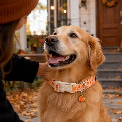 Fall Cute Orange Pumpkin Dog Collar Adjustable for X-Small Dog