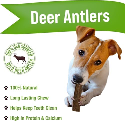 Buck Bone Organics Deer Antler Dog Bones, Premium Grade A - Natural Dog Treat, Made in Montana (Medium)