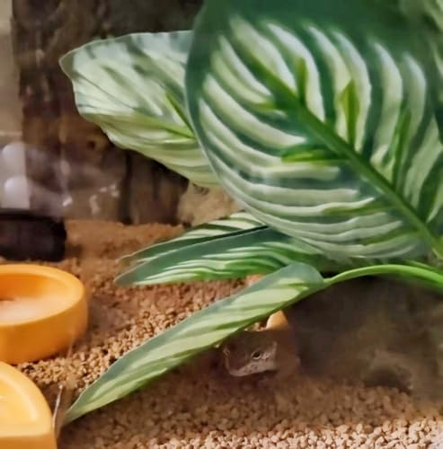 Reptile Plants for Terrarium Decor,Leopard Gecko Tank Plants