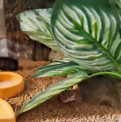 Reptile Plants for Terrarium Decor,Leopard Gecko Tank Plants