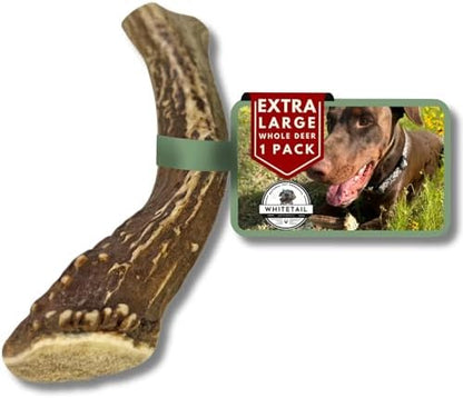 WhiteTail Naturals XL Whole Deer Antler for Extra Large Dogs - 7-8"