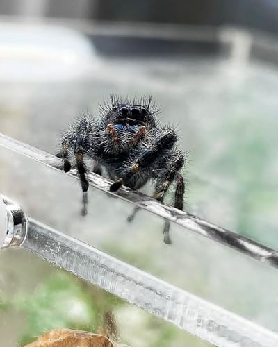 Jumping Spider Enclosure, Tarantula-Enclosure Large Acrylic Terrarium, Reptile Enclosure Jumping Spider Accessories with Magnet Front Opening Door, Terrarium Kit(Large 12x6x6 Inch, Assemble)