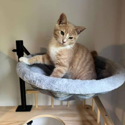 Cat Bed for Desk, 360 Rotating Elevated Hammock, All-Season Mesh & Fleece Office Pet Perch Set with Blanket and Hair Remover Brush