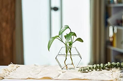 Glass Wall Planters 6PcsTerrarium Hanging Air Plant Holders Containers for Hydroponics Plants, Succulents, Herbs, Flowers (Hexagon)