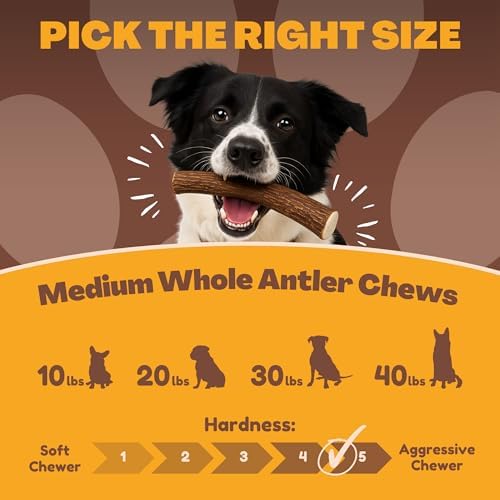 WhiteTail Naturals Whole Deer Antler Dog Chew - Medium 5-6" - 1Ct.