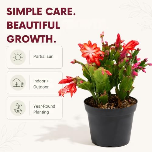Christmas Cactus Live Plant - 8 Inch Rooted Indoor Holiday Houseplant