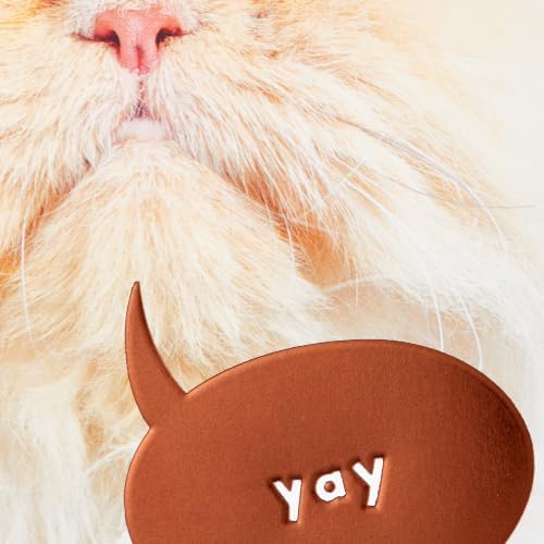 Hallmark Funny Birthday Card from Cat (This is Me Celebrating)