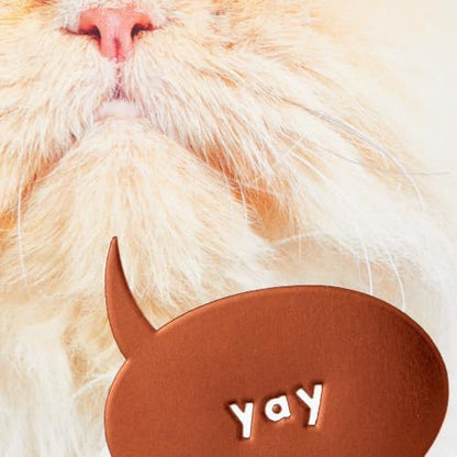 Hallmark Funny Birthday Card from Cat (This is Me Celebrating)
